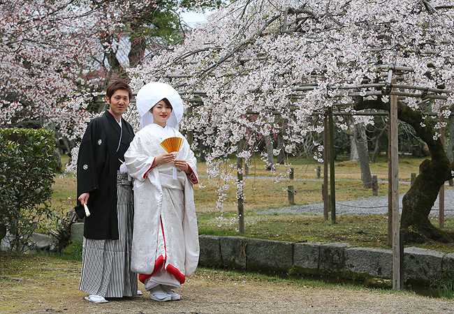 白無垢 菊桜散らしのブログ画像